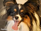 IVY Leaf Dog Kennel - The top 10 Smartest Dog Breeds