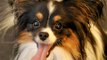 IVY Leaf Dog Kennel - The top 10 Smartest Dog Breeds