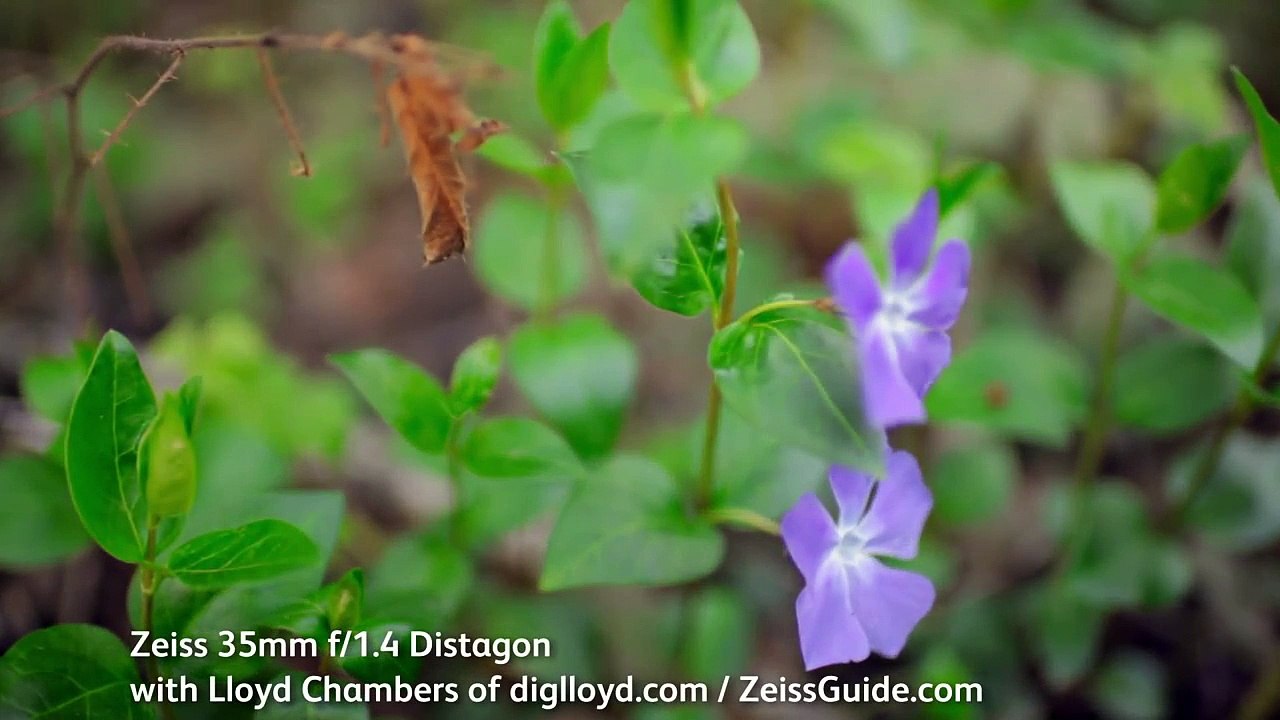 Zeiss 35mm f/1.4 Distagon for Canon or Nikon vs Canon 35/1.4L, Zeiss 35/2