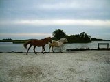 The Wild Ponies Of Assateague Island #3