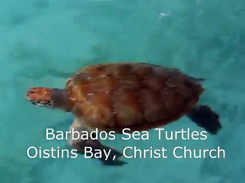 Barbados Sea Turtles