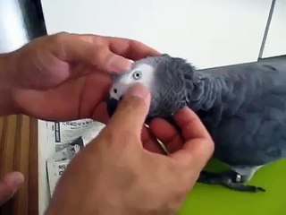 ヨウム　バズくんのフェイシャルマッサージ