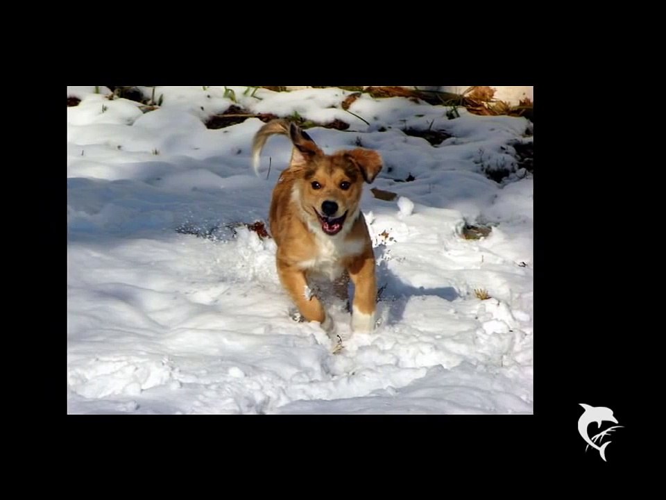 Some cute puppy photos!