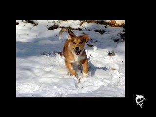 Some cute puppy photos!