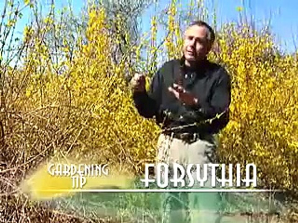 Pruning Forsythia