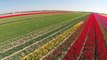 Stunning Aerial Video of Dutch Tulip Fields - Tulips Fields in Holland