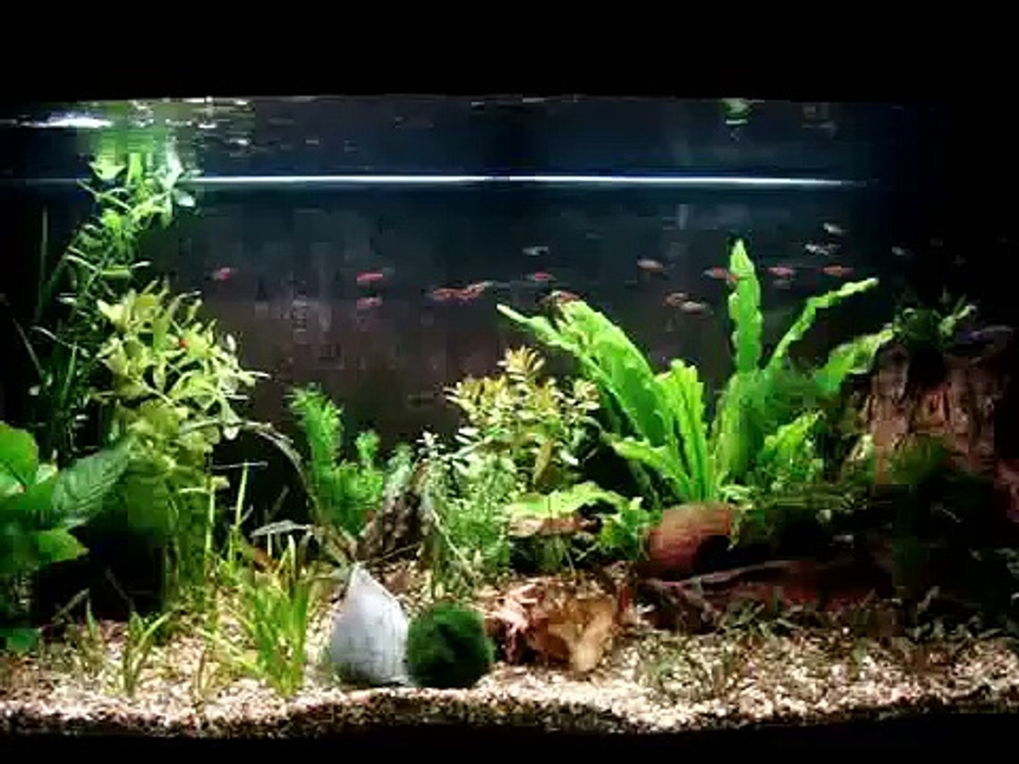 Aquarium gourami