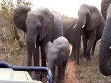 Elephants playing right next to the vehicle at Pondoro Game Lodge in Greater Kruger Park