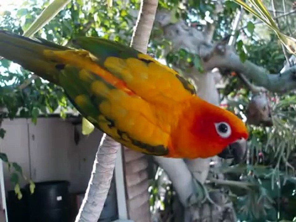 Sun Conure Feather Transformation