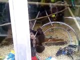 Cute Orphans Chimps