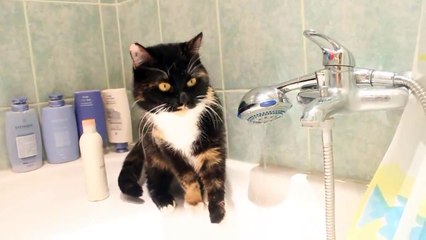 My cat trying to figure out how water works