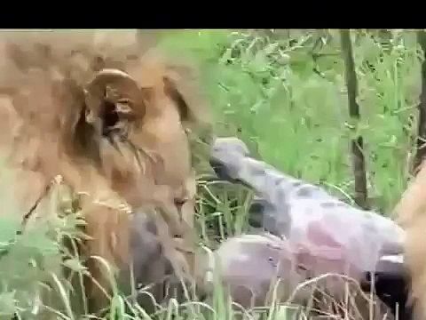 ANIMAL Best Lions Hyenas Wars