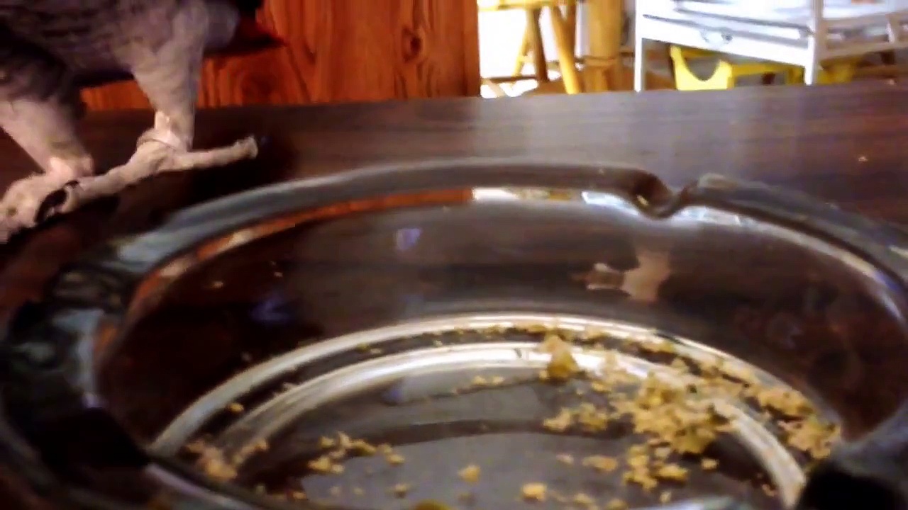 Zaz Congo African Grey Parrot Snack & Being a Brat