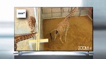 Amazing | giraffe giving birth - baby giraffe birth | HD