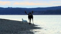 Great Pyrenees vs Bull Moose on the Yukon River (unedited)