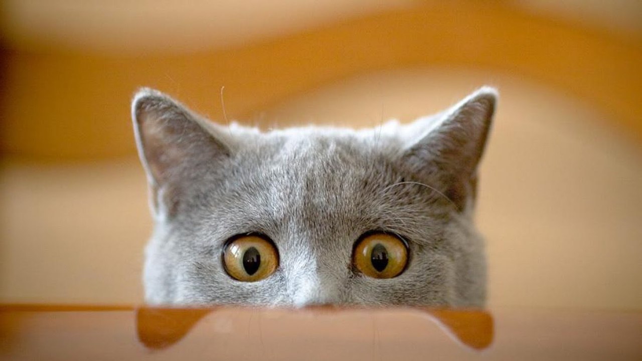 FUNNY VIDEOS - Funny Cats - Funny Cat Videos - Funny Animals Try Not To Laugh