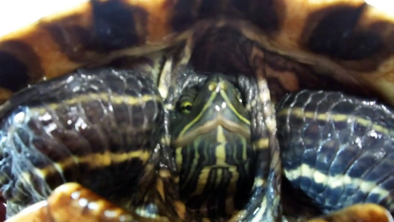 Turtle Rescue in Japan