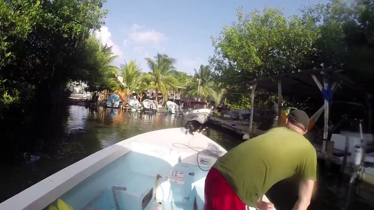 Best Cat Jump Ever Video - Long Jumping Cat