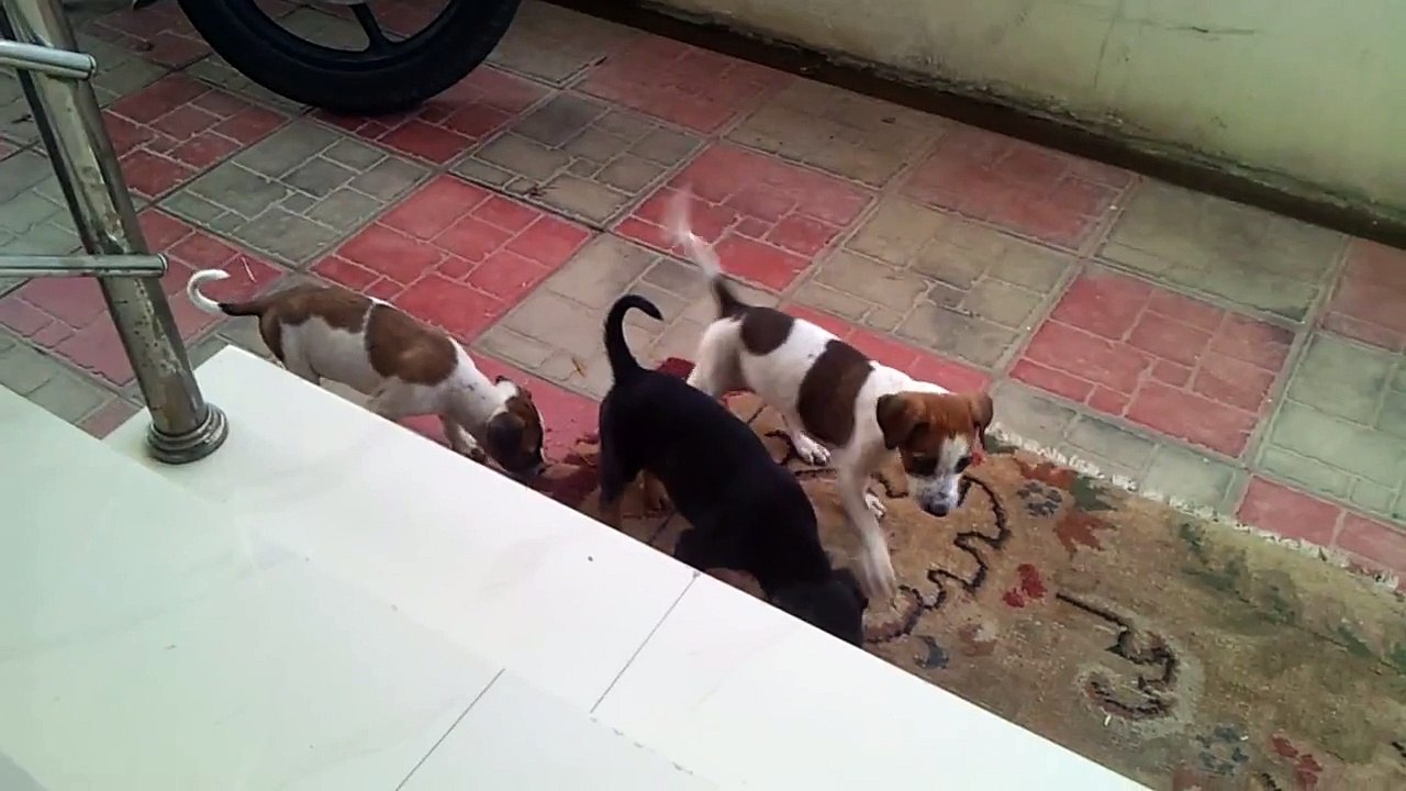 Stray Puppies Playing