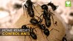 Pest Control Ants  - Home Remedies | Health Tips