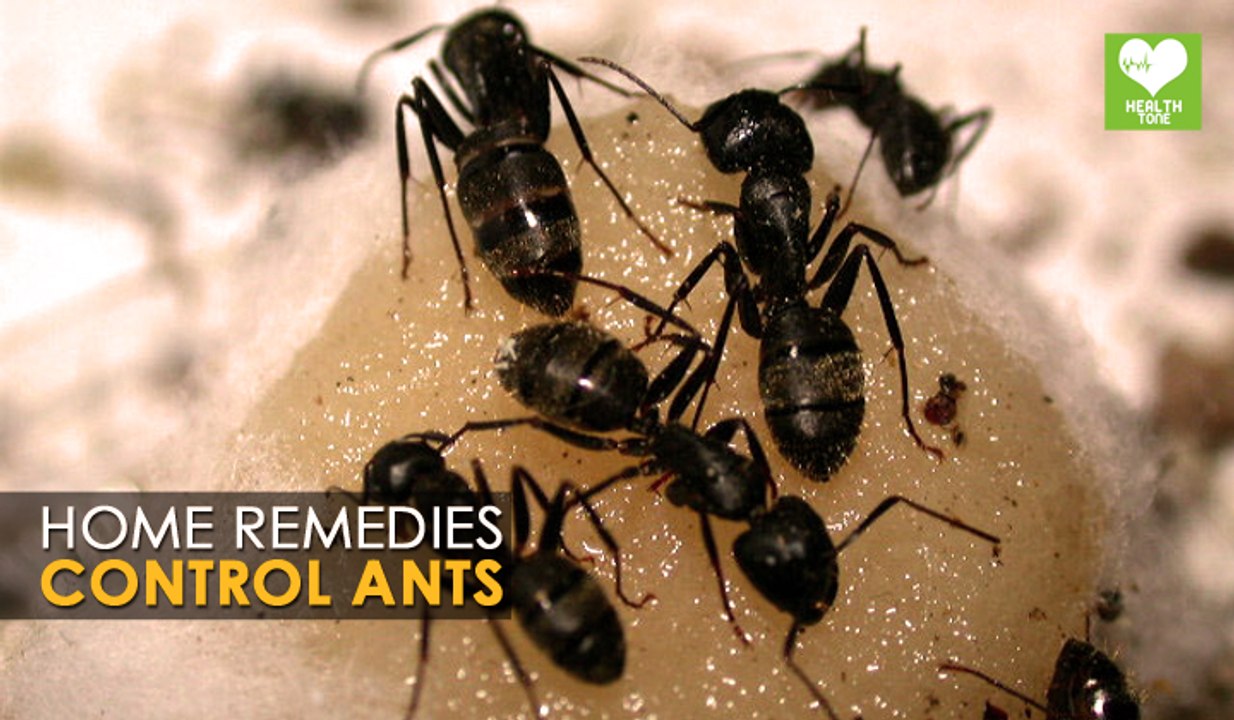 Pest Control Ants  - Home Remedies | Health Tips