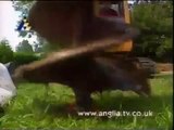 Anglia promo February 26, 1998 (Animal Action Wildlife Rescue)