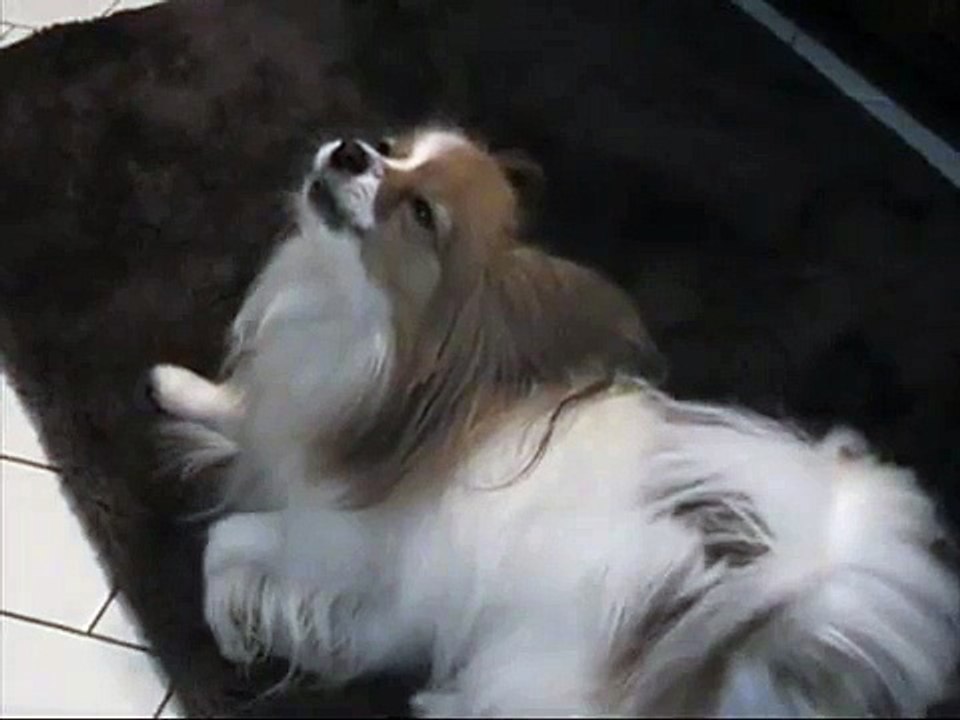 Lucy, the Papillon Soprano