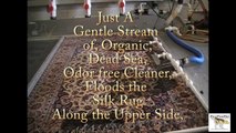 PetPeePee Servicing the Tampa, Florida For Silk Oriental rug cleaning from dog urine odor.