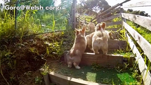 Ces chiots qui courent au ralenti vont vous faire fondre le coeur
