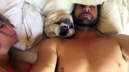 Un chien grincheux au réveil fait rire toute la famille