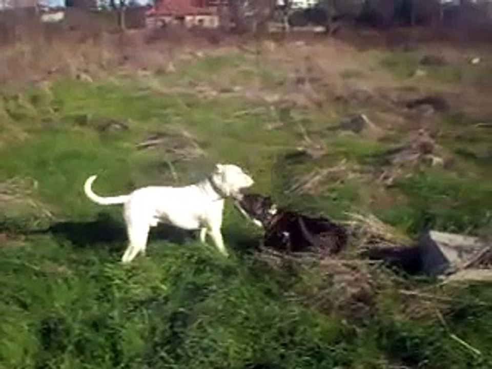 Dogo Argentino vs Pitbull(American Bandog)