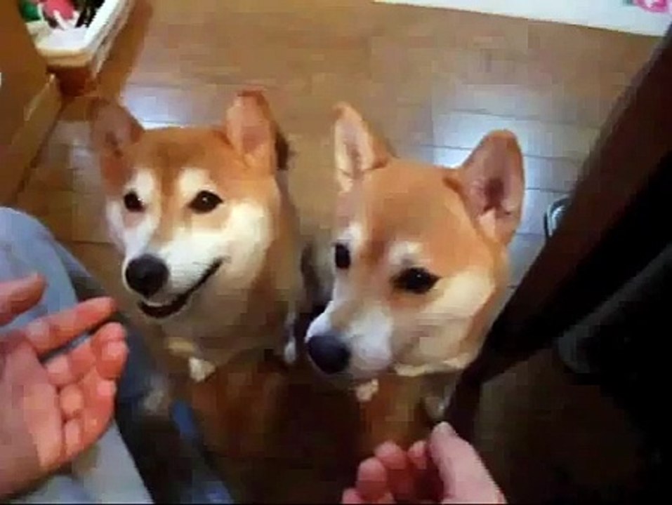 飼い主に甘えて呼び続ける柴犬たち