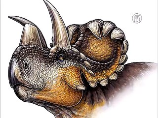 В роду трицератопсов появился новый вид динозавров