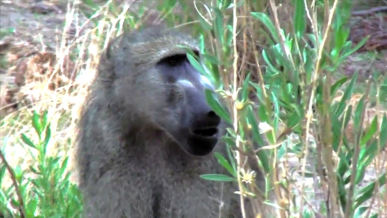Botswana Okavango Delta Leopard and Baboon hunt 2