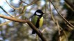 Robin - Hand Feeding Birds at Tehidy Woods