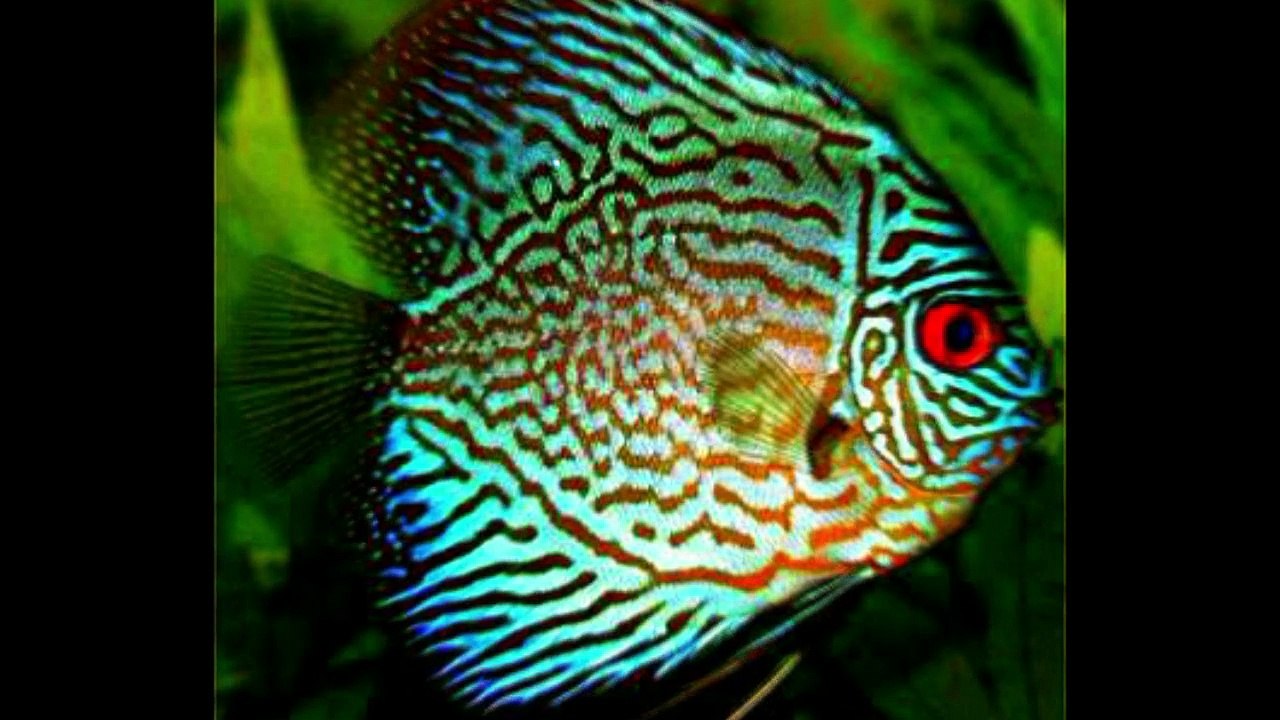 miracle of allah التوصل إلى معرفة عظمة الله سبحانه وتعالى، بتدبر آياته