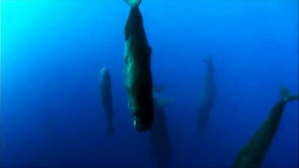 Sperm Whales Sleeping - Discovery Ch. Magic of the Blue