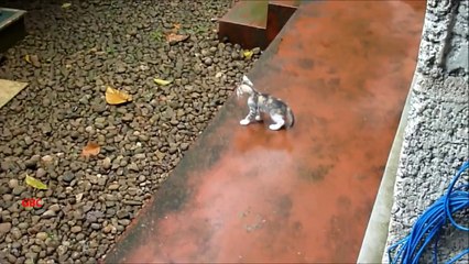 Mother cat calling kittens