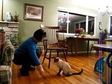 Siamese cat Billiy performs tricks