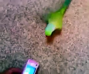 Indian Ringneck Parrot Dancing