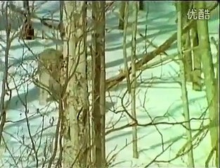 Рысь против койота и барсука (Lynx VS Coyote AND Badger)