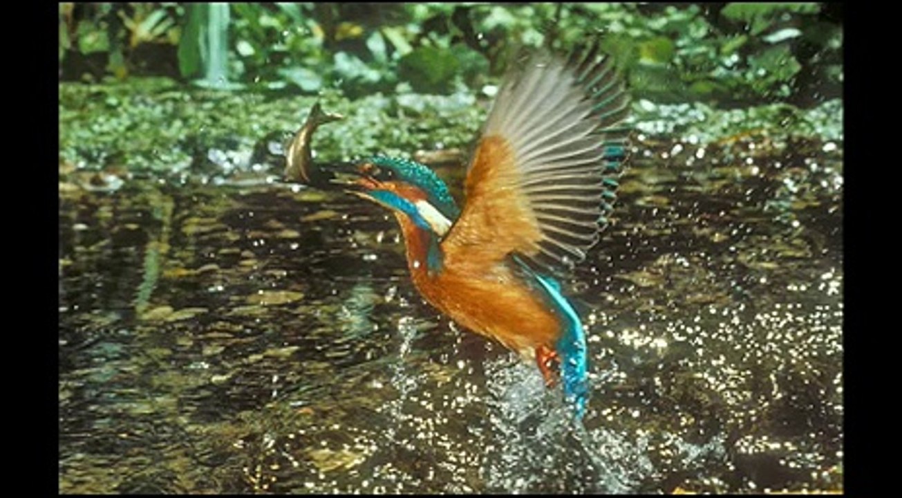 Kingfisher DVD