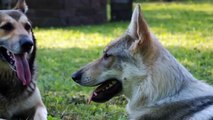 Due anni di Uma, cane lupo cecoslovacco -  Two years with the Czechoslovakian Wolfdog UMA