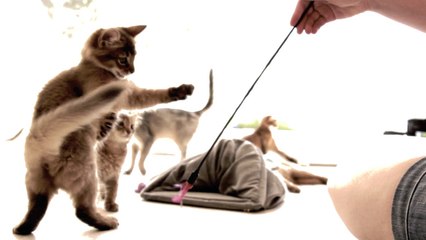 Somali & Aby kittens - Rivaleraie 2015