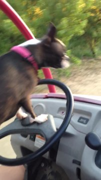 Boston Terrier demonstrates driving skills