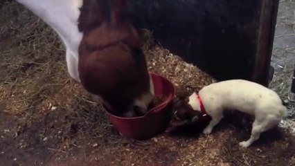 Greedy dog struggles to share dinner with horse