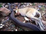 Serpientes gigantes se come un Wallaby en Australia