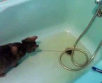 Cat Solving Bathing Problems