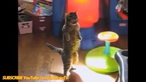 FUNNY VIDEOS  Funny Cats   Smart Funny Cats & Kittens   Funny Videos Compilation   Funny Kitty