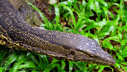 WILDLIFE IN 4K ULTRA HD 60fps - ExtremlymTorrents